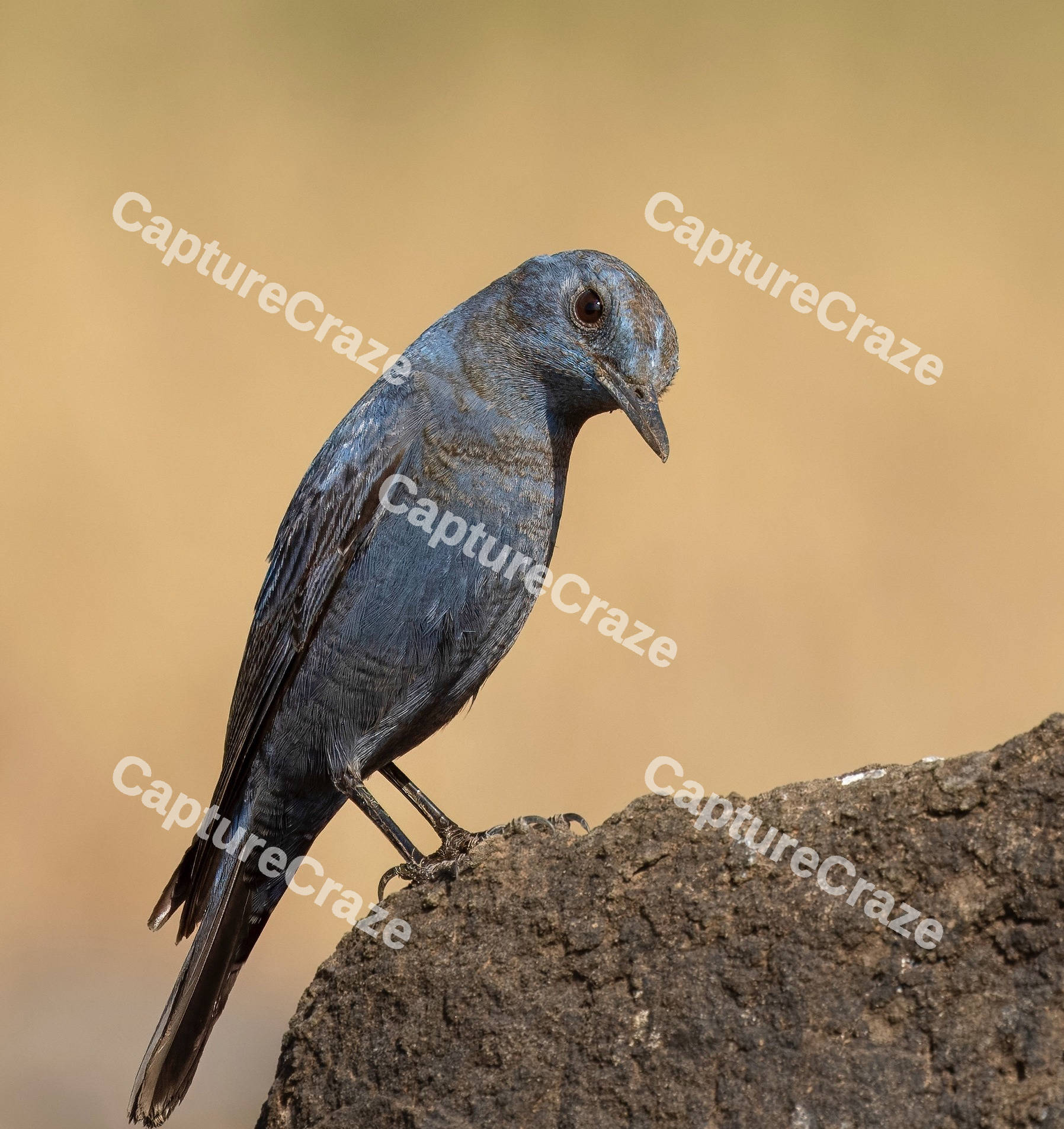A Bird perching on a rock